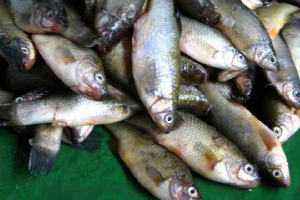 peces2 Hallan microplásticos en 20 por ciento de peces comerciales en México