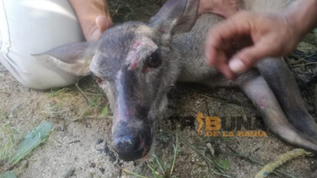 venadoSurVallarta Policía municipal auxilia a venado lesionado en playa de Puerto Vallarta