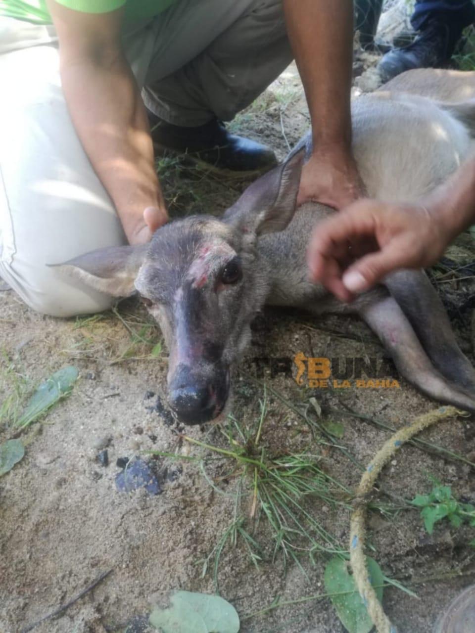 venadoSurVallarta Policía municipal auxilia a venado lesionado en playa de Puerto Vallarta