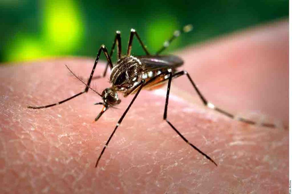 No bajan la guardia en escuelas del Estado para prevenir el dengue No bajan la guardia en escuelas del Estado para prevenir el dengue