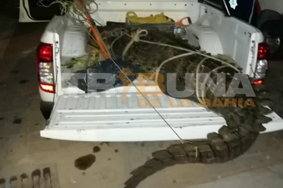 CocodriloMarina Localizan ejemplar de cocodrilo muerto en Marina Vallarta