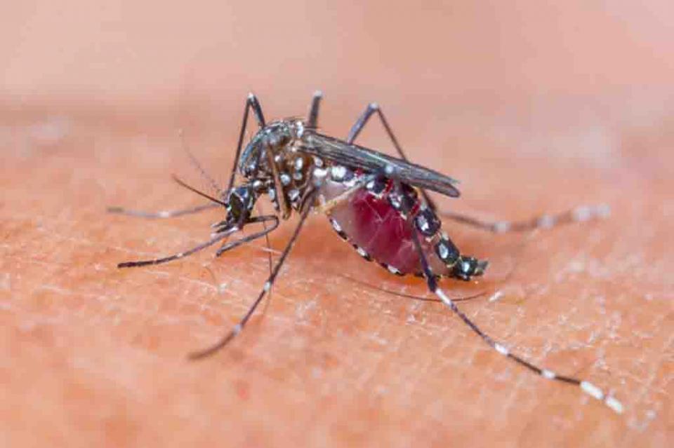 Concluyen Concluyen “tres barridos” de fumigación vs el dengue