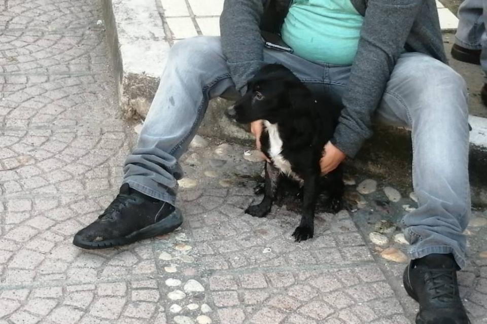 New Project - 2019-12-09T103131.193 Rescatan a "Luna" de incendio de edificio de tres plantas en Vallarta