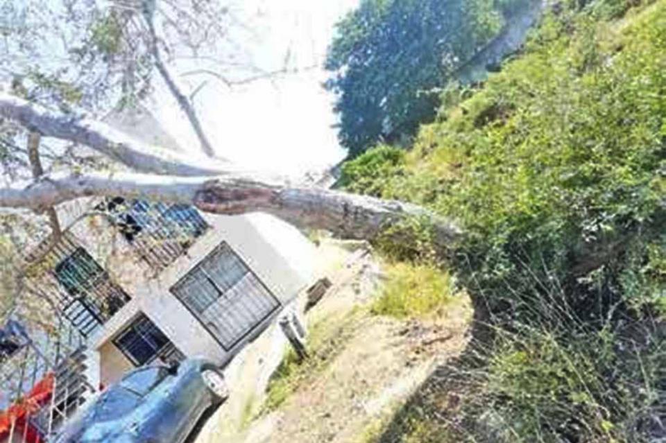 Árbol pone en riesgo a vecinos de Jardines del Sol Árbol pone en riesgo a vecinos de Jardines del Sol