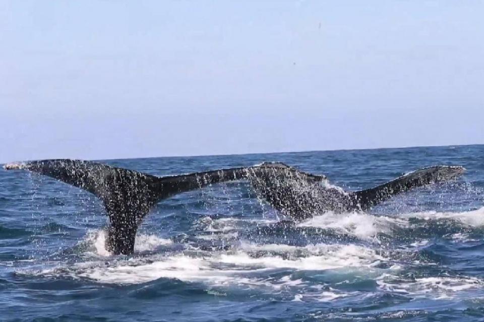 avistamientodeBallenas Ballenas en la Bahía