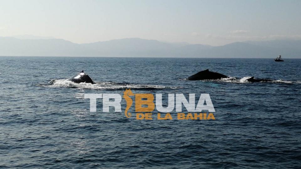 ballenas Vigila Bahía Unidad AC acoso de ballenas en Islas Marietas
