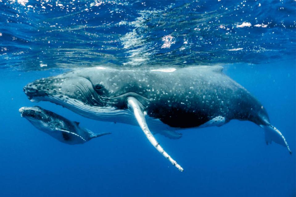 Ballenagris Llegan 52 de al menos 830 ballenas grises al Pacífico Mexicano