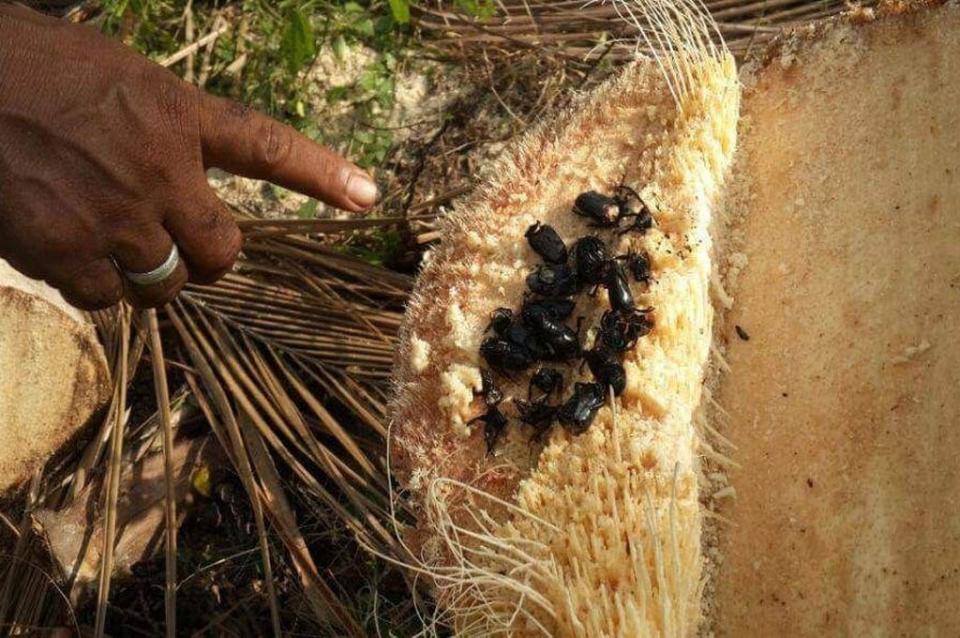 palmeras afectadas por plaga 40% de palmeras rurales afectadas por plaga