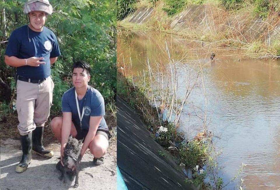 rescatan bomberos canino Rescatan perrito de un canal