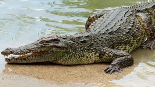 cocodrilo Normal que se muevan los cocodrilos por la bahía; pero se debe tener cuidado