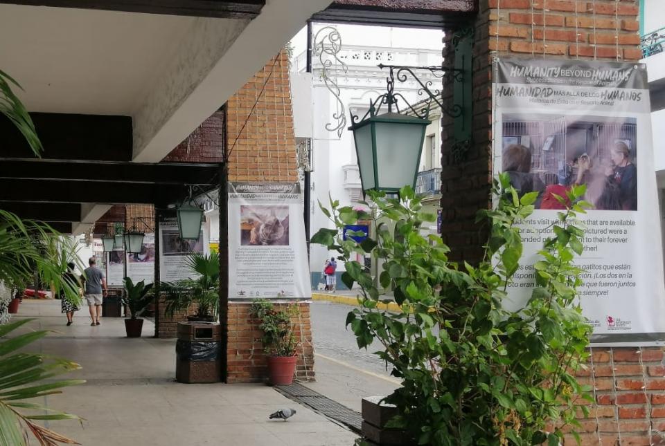 corredorpresidencia Inauguran exposición fotográfica "Humanidad más allá de los Humanos"