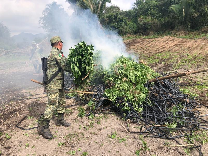 erradican tres plantíos marihuana Localizan y erradican tres plantíos de marihuana