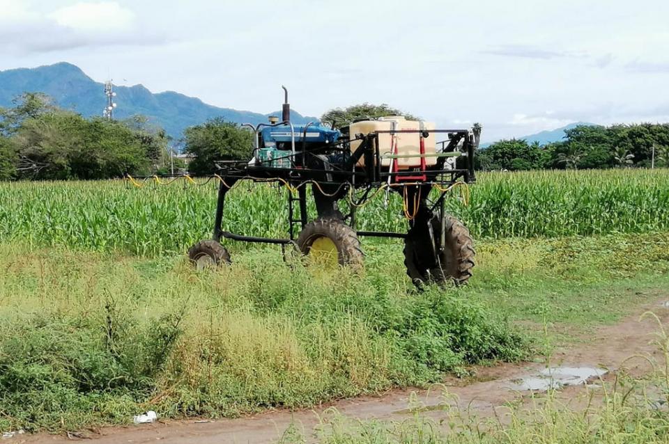 frijol Afectada por lluvias cosecha de frijol en la región