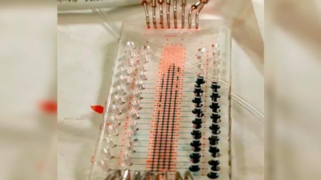 Crean prueba serológica 100% mexicana para la detección del Covid-19 Crean prueba serológica 100% mexicana para la detección del Covid-19