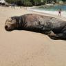 león marino dormido Reportan león marino muerto; estaba descansando