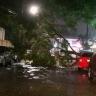 37-ÁRbol-caído Árbol caído en Versalles por tormentas