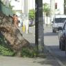 arboles bloquean circulación en Jesús González Gallo Árboles bloquean circulación en Jesús González Gallo