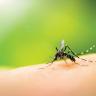 dengue-mosquito-zika-eluni Dengue mosquito