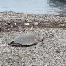 Encuentran tortuga muerta y la llevan ¡A la basura! 2 Encuentran tortuga muerta y la llevan ¡A la basura!