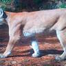 16-Puma Niño mazateco muere tras ser atacado por un puma en Oaxaca