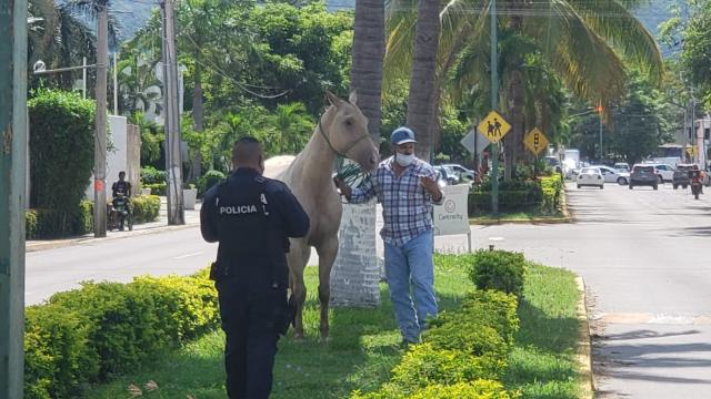Fomento Agropecuario asegura caballos que deambulaban 2 Fomento Agropecuario asegura caballos que deambulaban