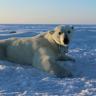Condenan a muerte a "problemático" oso polar en Groenlandia Oso polar en Groenlandia es condenado a muerte