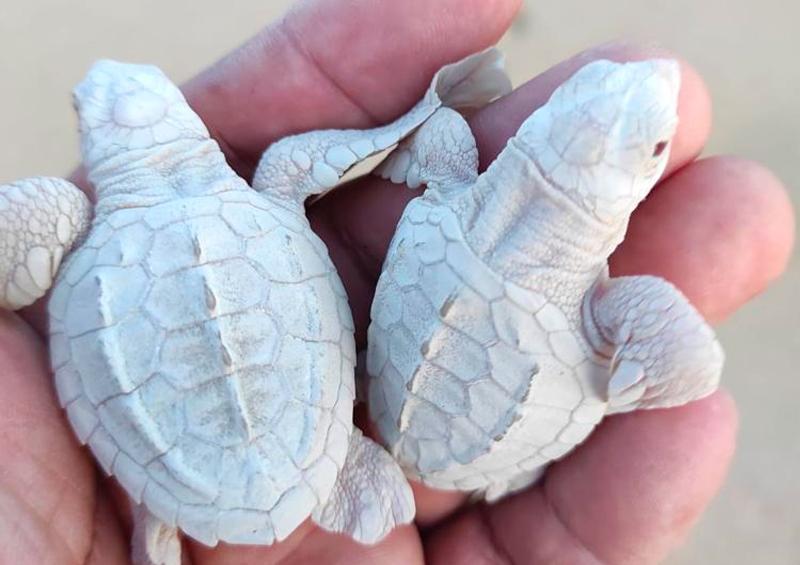 Albino olive ridley turtles are born in Los Cabos: