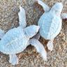 02Tortugas-albinas-nacen-en-Los-cabos Nacen tortuguitas golfinas albinas en Los Cabos: