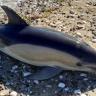 Hallan muertos 15 delfines en playa de Argentina Delfines encontrados muertos al sur de Buenos Aires, Argentina