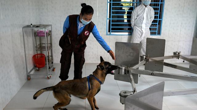 Entrenan perros que rastrean explosivos para detectar el covid-19 Camboya entrena perros para detectar el Covid-19