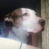 Piden justicia para "Laika" perrita que fue asesinada a machetazos "Laika" fue asesinada en Iztapalapa en la Ciudad de México