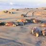 Investigan muerte de 300 tortugas marinas en Oaxaca Tortugas muertas