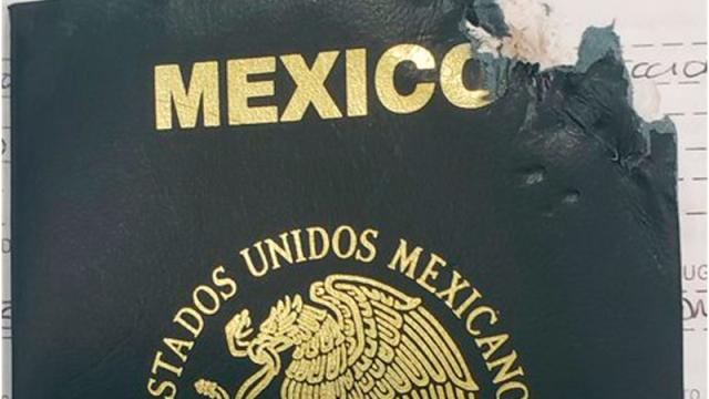 "Simona" la perrita que se comió el pasaporte de su dueño y se vuelve viral Perrita se come pasaporte