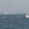 Inicia la temporada de observación de ballenas en Vallarta 4 Ballenas