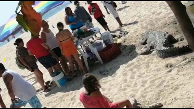 Sale cocodrilo a tomar el sol a centímetros de una familia Cocodrilo