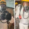 Reubica P.C. una familia de zorillos en Nuevo Vallarta rescataron y reubicaron a una familia de zorillos