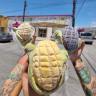 ¡Adios, manteconcha! Llega la conchaelote desde Saltillo Imagen de las conchaelotes