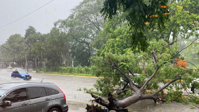 Tres árboles caídos y encharcamientos en calles ha dejado la tormenta de este sábado Árbol caído que obstruye el paso
